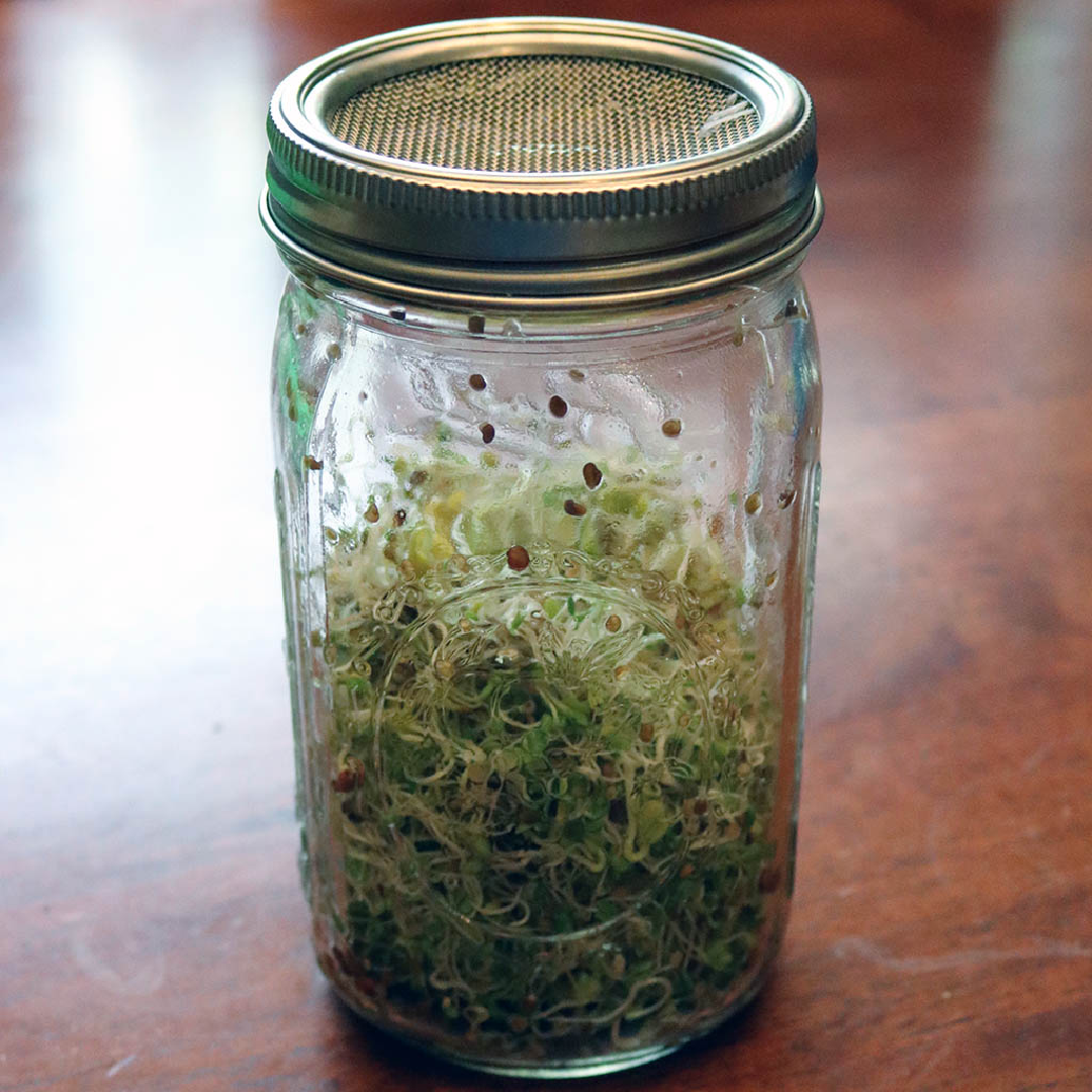 Curved Rust Proof Sprouting Lid and Band for Mason Jars