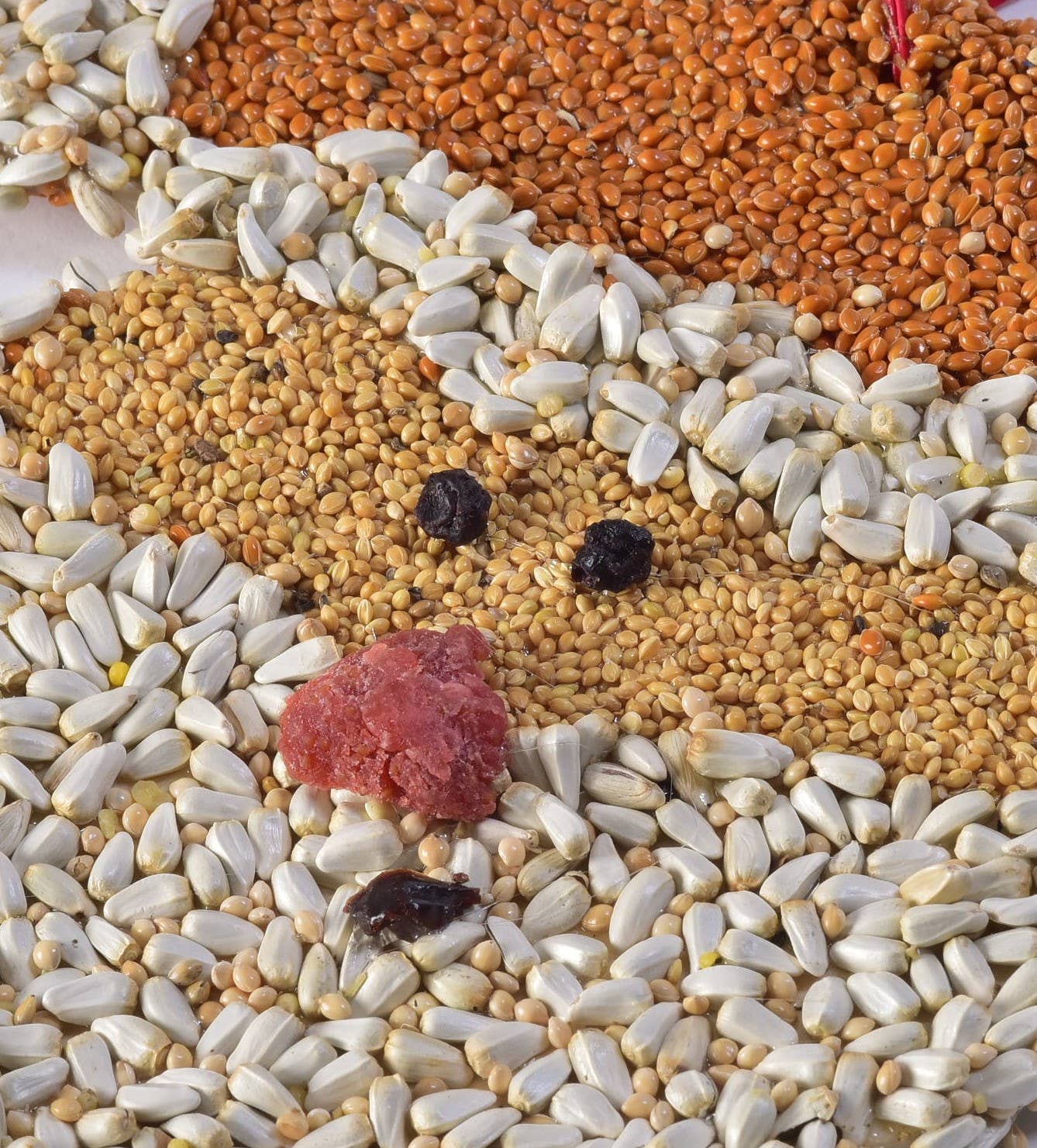 Bird Feeder Christmas Cookie