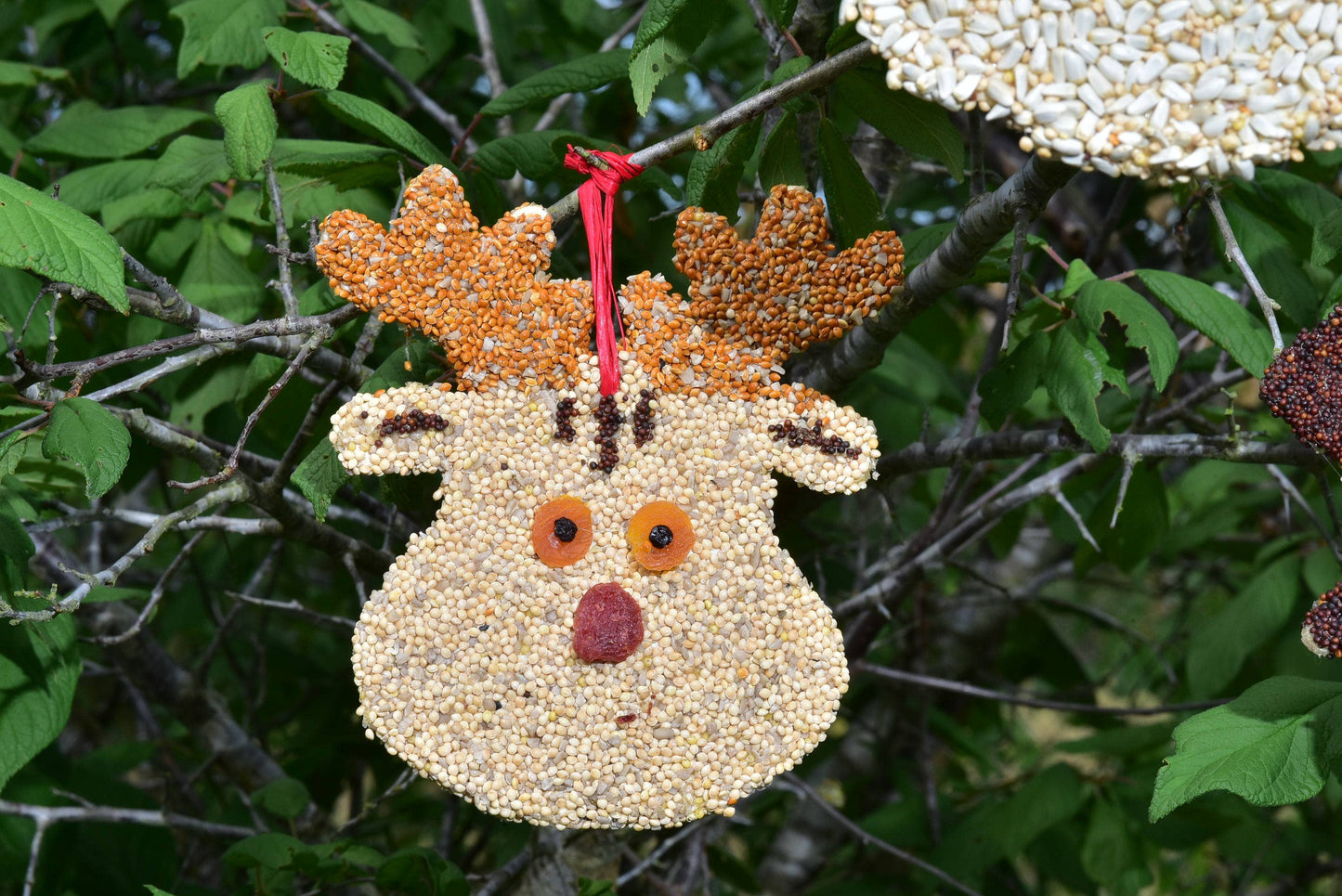 Bird Feeder Christmas Cookie
