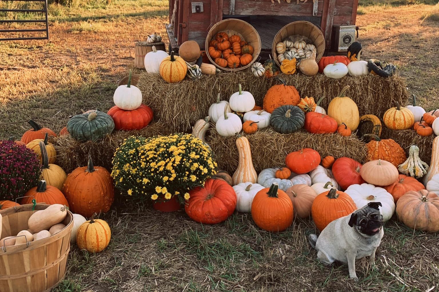 pug puppy with pumpkins